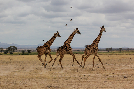 Giraffes