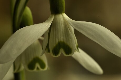 lente in aantocht 2