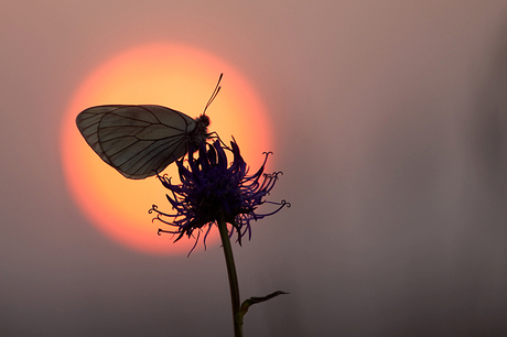 black veined white