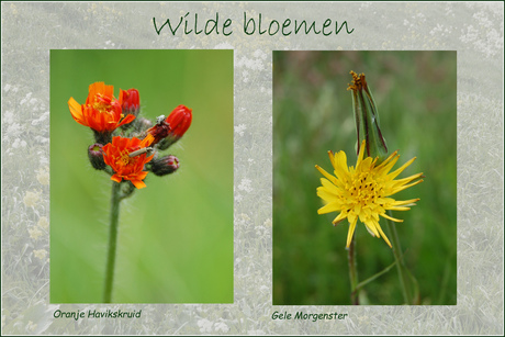 Wilde Bloemen 22