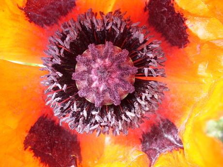 Papaver, Argentinië 2010