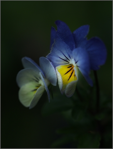 viola tricolor