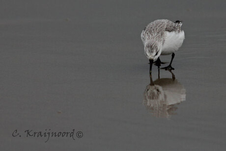 strandloper