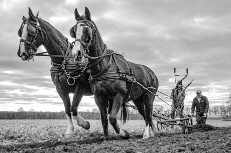 Ploegen met paarden