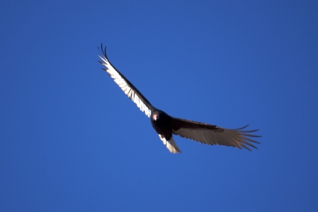 Roofvogel in Georgia