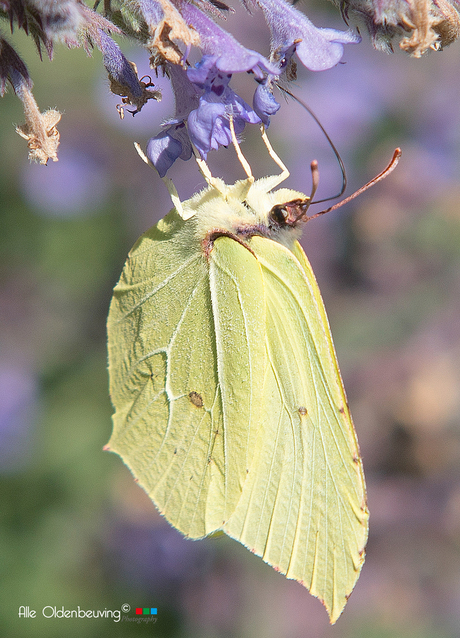 Citroenvlinder (Gonepteryx rhamni) 5a