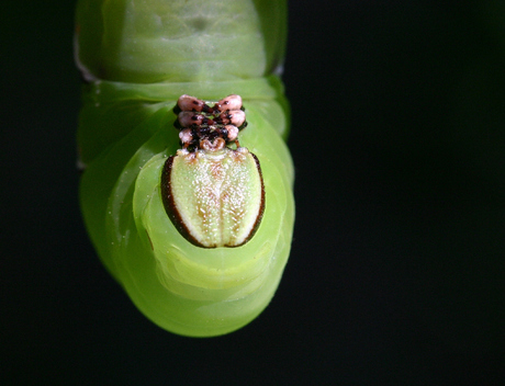 Ligusterpijlstaart, Sphinx ligustri