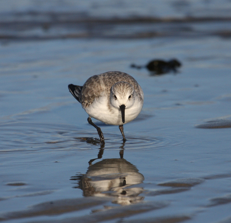 Drieteen Strandloper