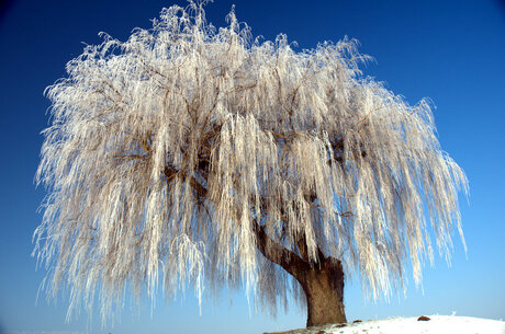 Hollandse winter