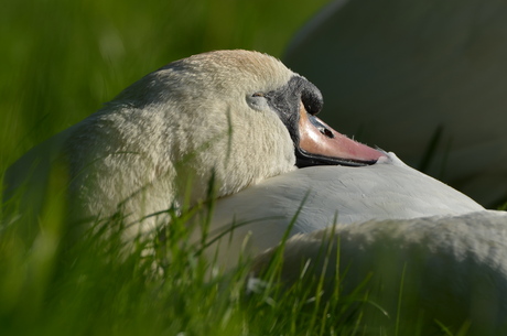 De slapende zwaan