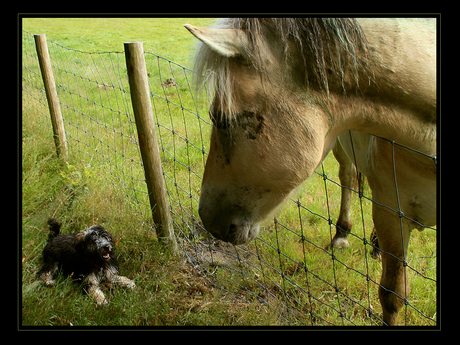 Mozes vs het paard