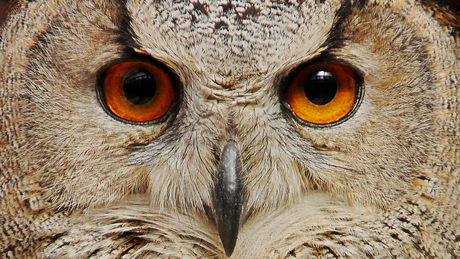 Owl stare