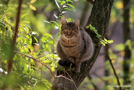 De kat uit de boom Kijken