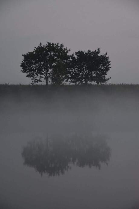 Bomen spiegeling