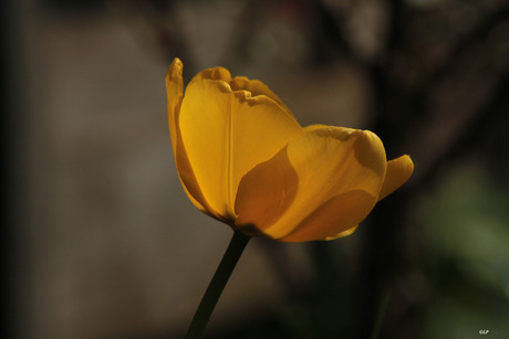 tulp