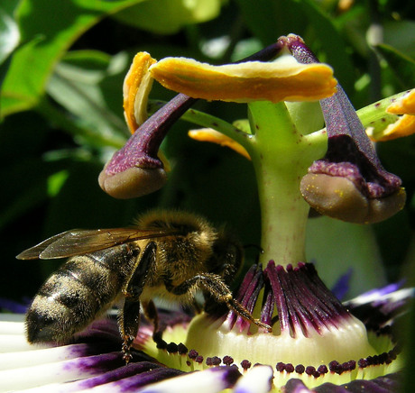 Bij op passiebloem