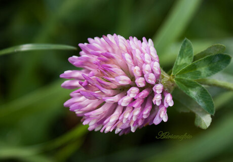 Lila bloem in het gras