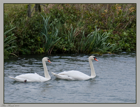 Zwanen in de Linge