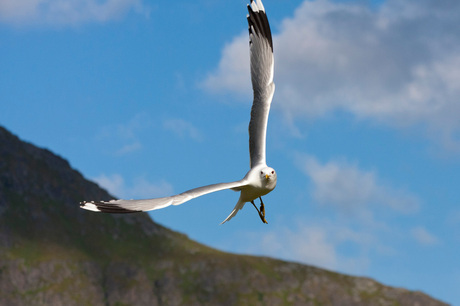 meeuw op de lofoten