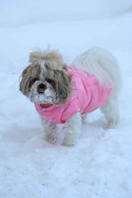 Naomi met een sneeuw baard!