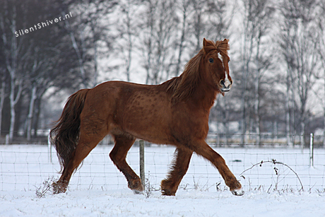 Rennend paard in de sneeuw