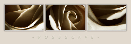 Rosescape