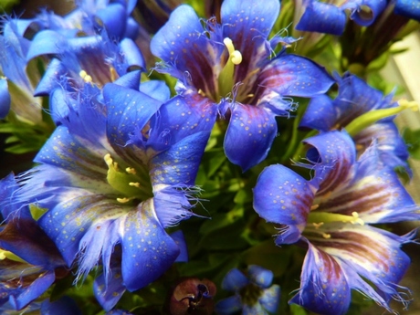Blauwe Gentiaan klokjes