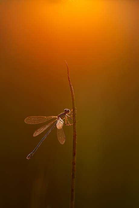 Houtpantserjuffer in de ondergaande zon.