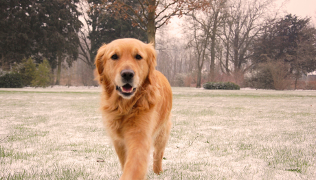 Golden retriever ❄️