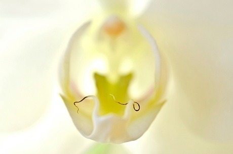 orchidee....