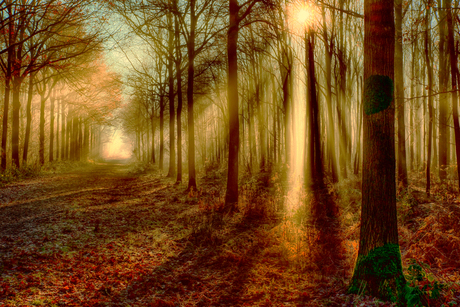 warm forestlight