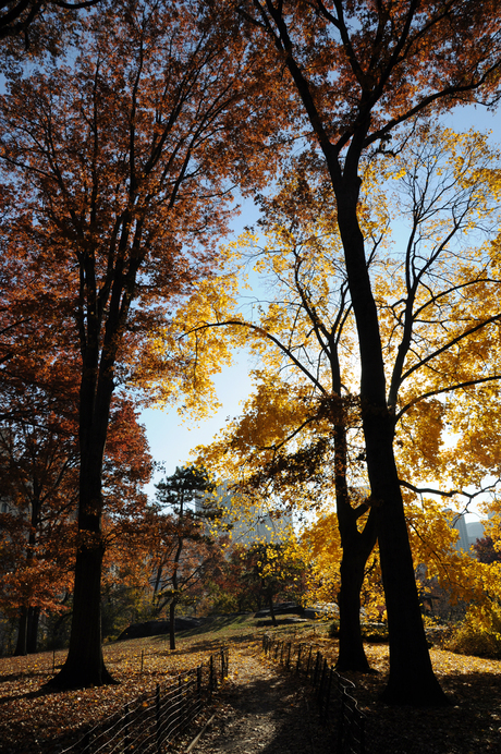 Central Park I