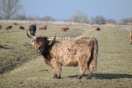 Schotse vriendin