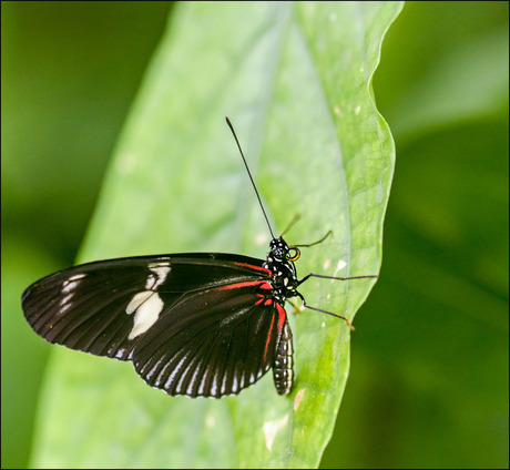 Heliconius Melpomene