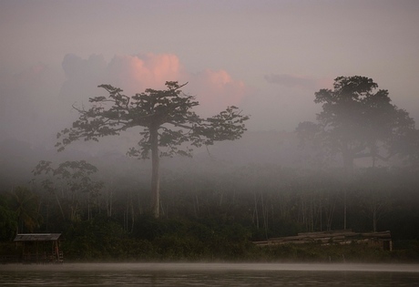 optrekkende mist vanaf de Suriname rivier.