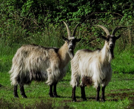 Nederlandse landgeit