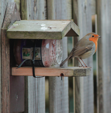 Roodborst vooruit