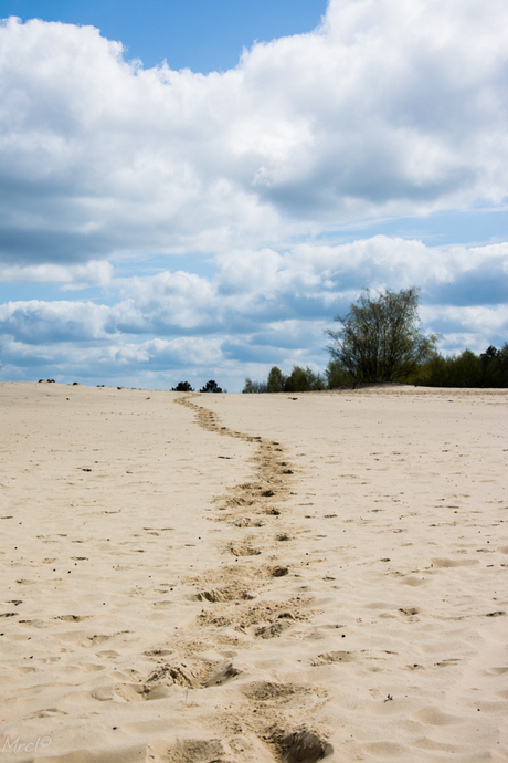 De Loonse en Drunense Duinen