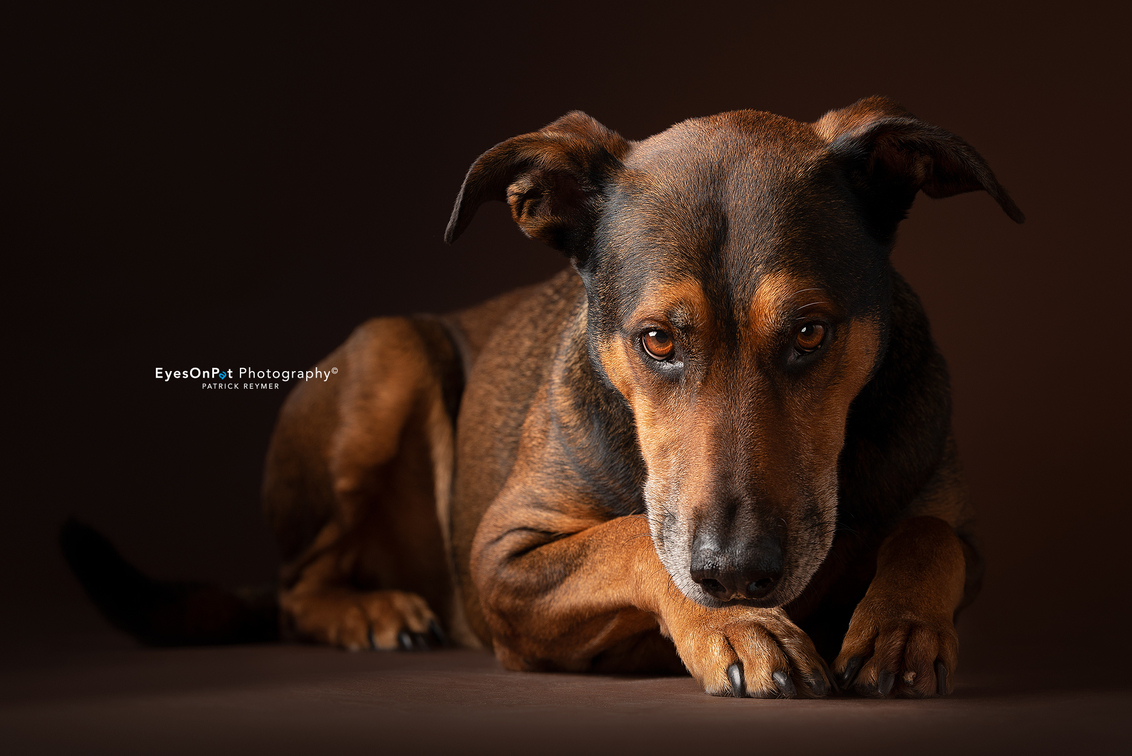 P I N C H - Wij hadden weer een ontzettend gezellig weekend met Pinch. Een Dobermann Herder kruising. Ook hier kon ik mooi de Sigma 105mm f/1.4 Art uitproberen.  - foto door EyesOnPat op 29-08-2019 - deze foto bevat: dieren, huisdier, hond, honden, herder, nikon, sigma, dobermann, duitse herder, sigma art
