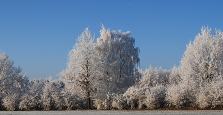 ijswitte bomen