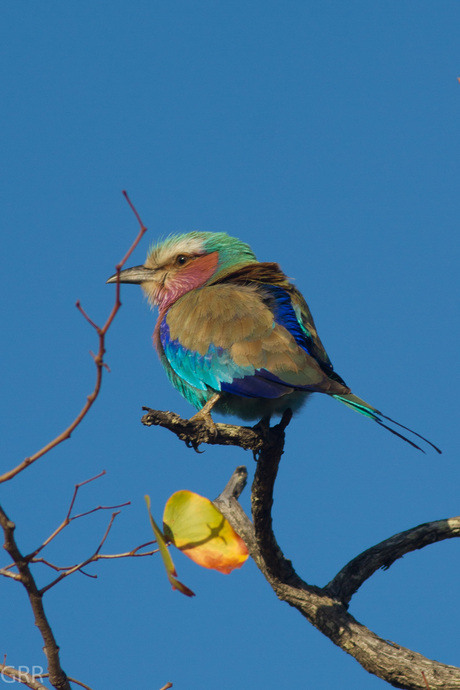 Lilac-breasted roller