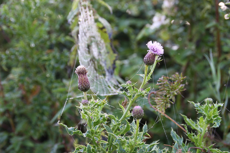 Ochtend in Cornwall