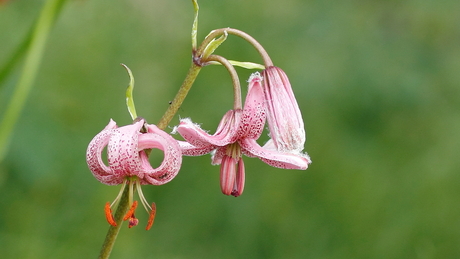 Lilium martagon - Turkenbandlelie