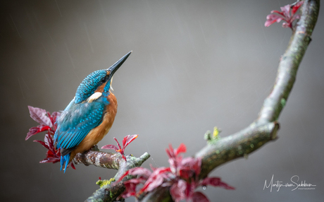 De IJsvogel