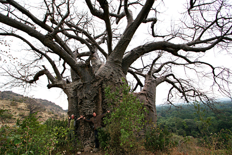 De dikste Baobabboom in Tanzania