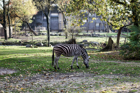 Een zwartwitgestreepte zebra