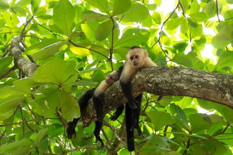Kapucijn apen in ruste