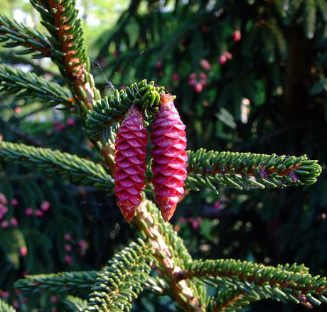 roze kegeltjes