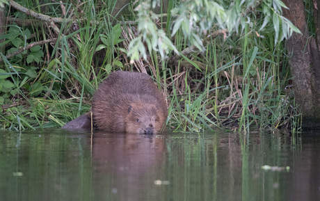 Biesbosch Bever