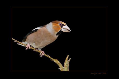 appelvink